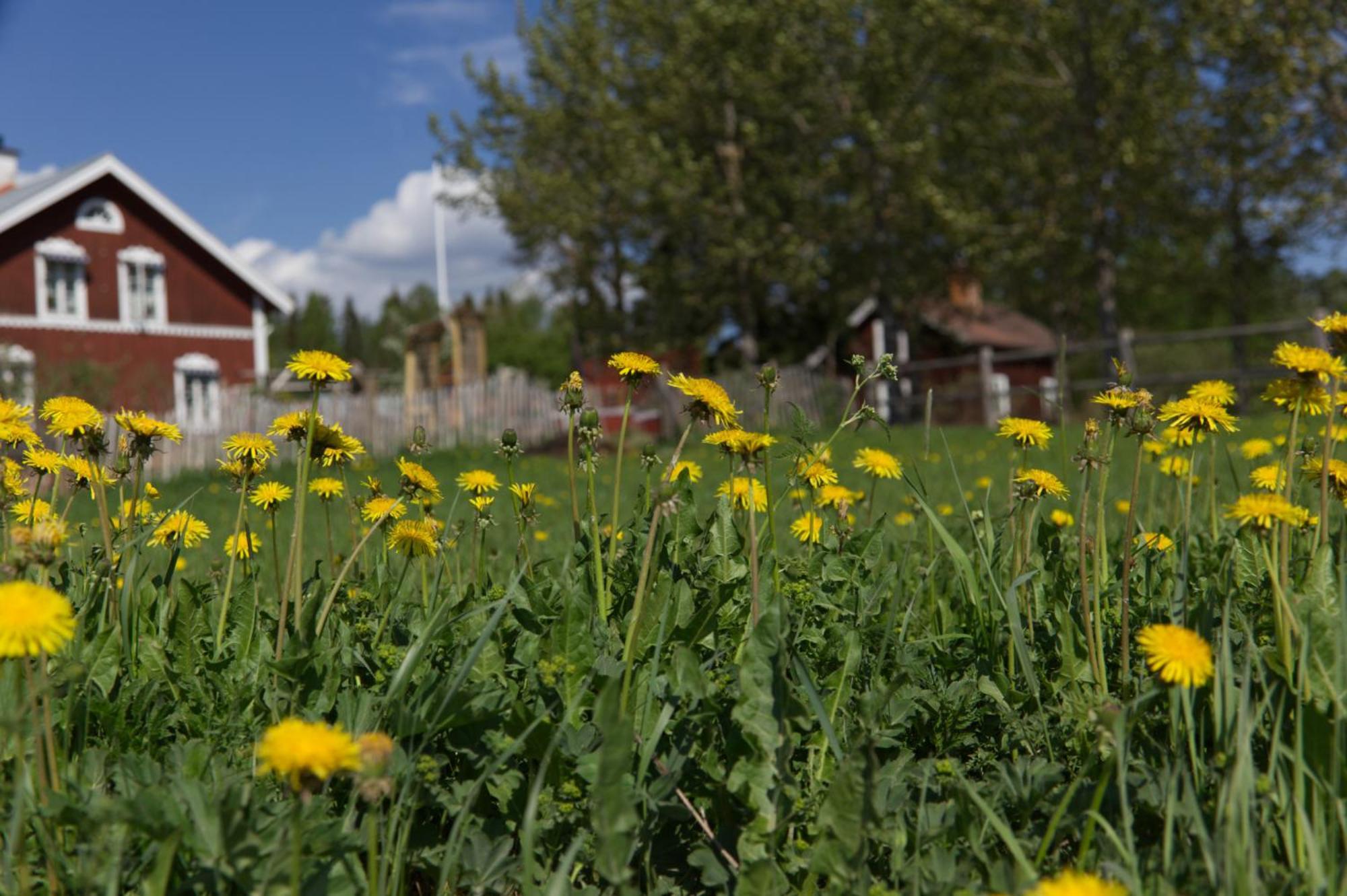 Grindstugan Pa Fyras Gard Hammerdal Kültér fotó